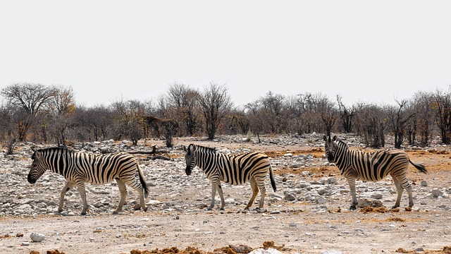 namibia-safari