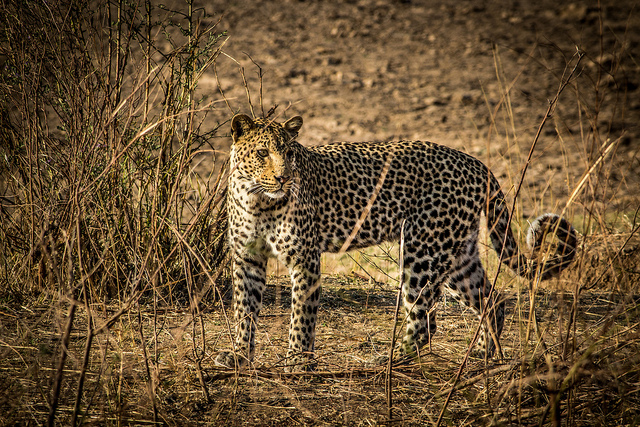 leopard-south-luangwa-zambia