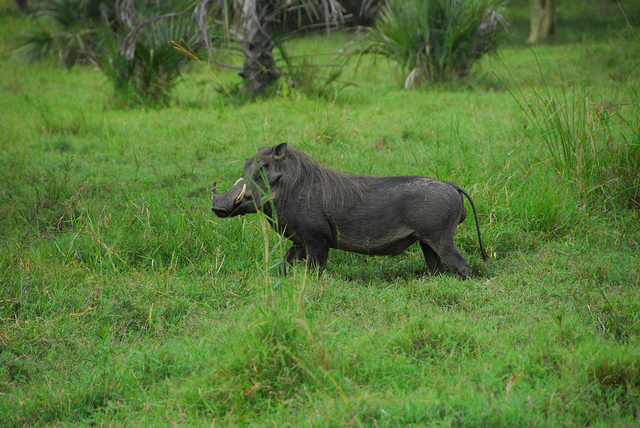 gorongosa-national-park-mozambique