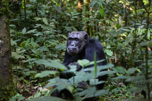 endangered animal: chimpanzee