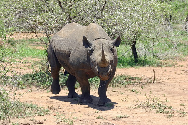 endangered animal: black rhino