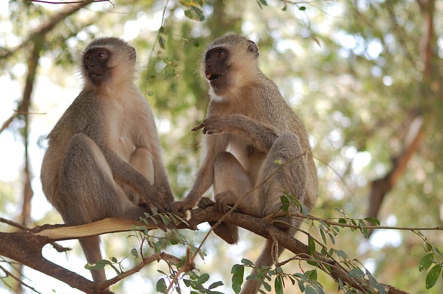 vervet-monkeys-africa